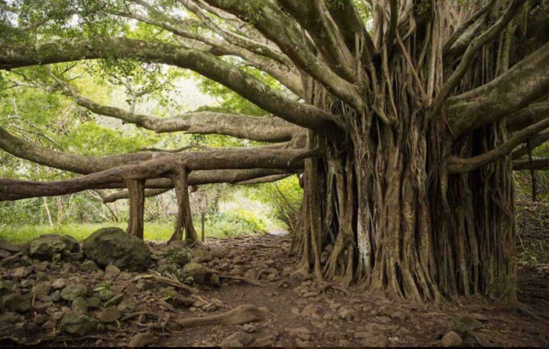 banyan tree